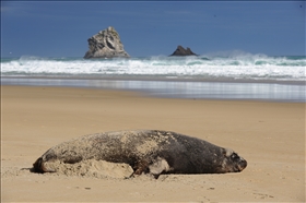 Sandfly Bay